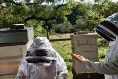 bEE-KEEPING-29.09.2019